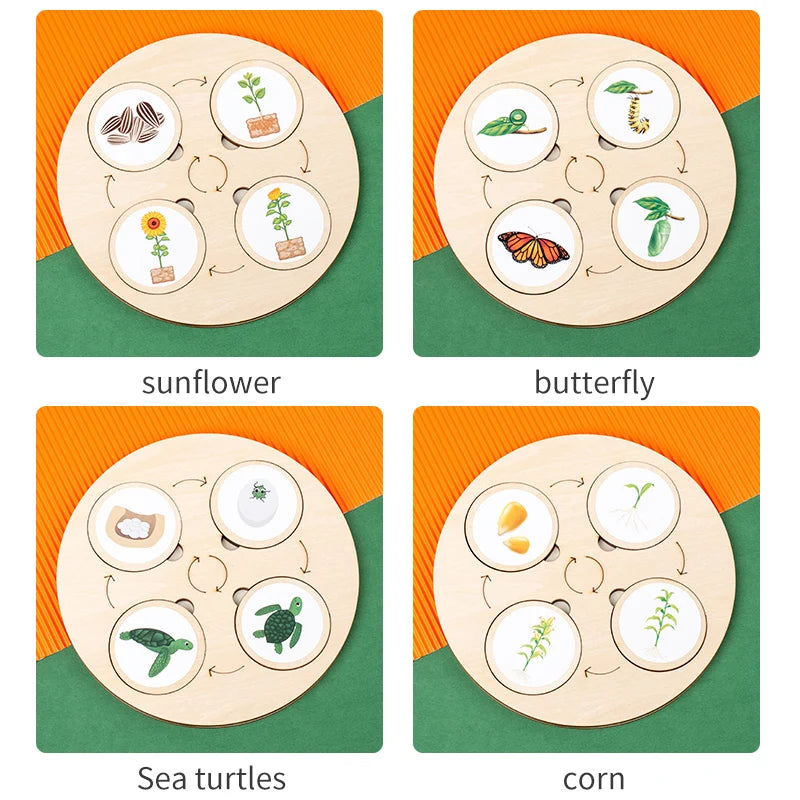 Montessori Life Cycle Learning Board | Wooden Science Matching Game