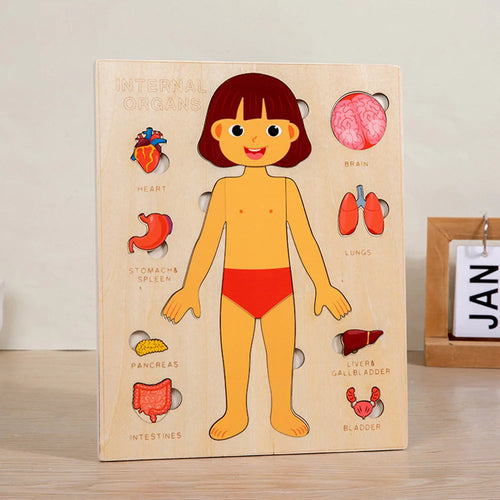 Montessori Puzzles Busy Board Human Body Teaching Learning Body Parts