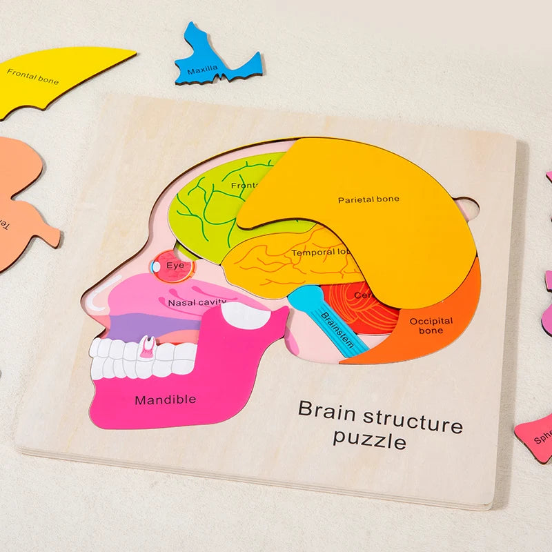 Montessori Puzzles Busy Board Human Body Teaching Learning Body Parts