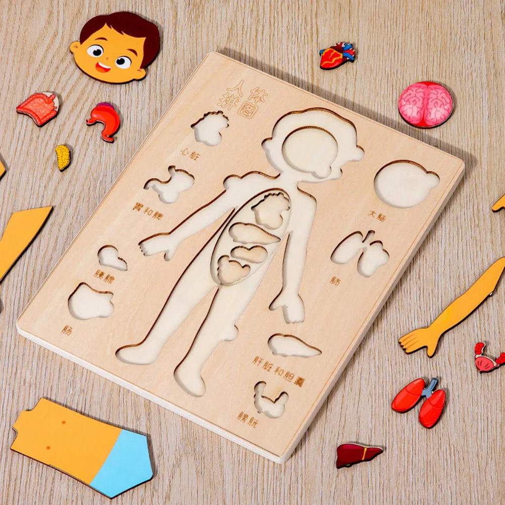 Montessori Puzzles Busy Board Human Body Teaching Learning Body Parts