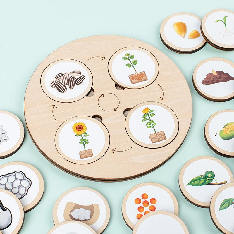 Montessori Life Cycle Learning Board | Wooden Science Matching Game