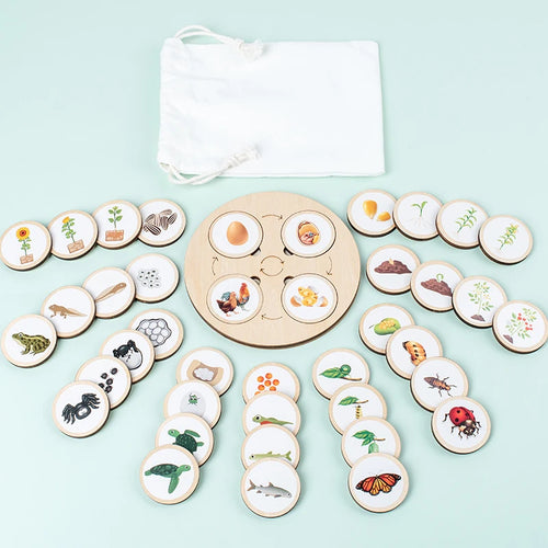 Montessori Life Cycle Learning Board | Wooden Science Matching Game