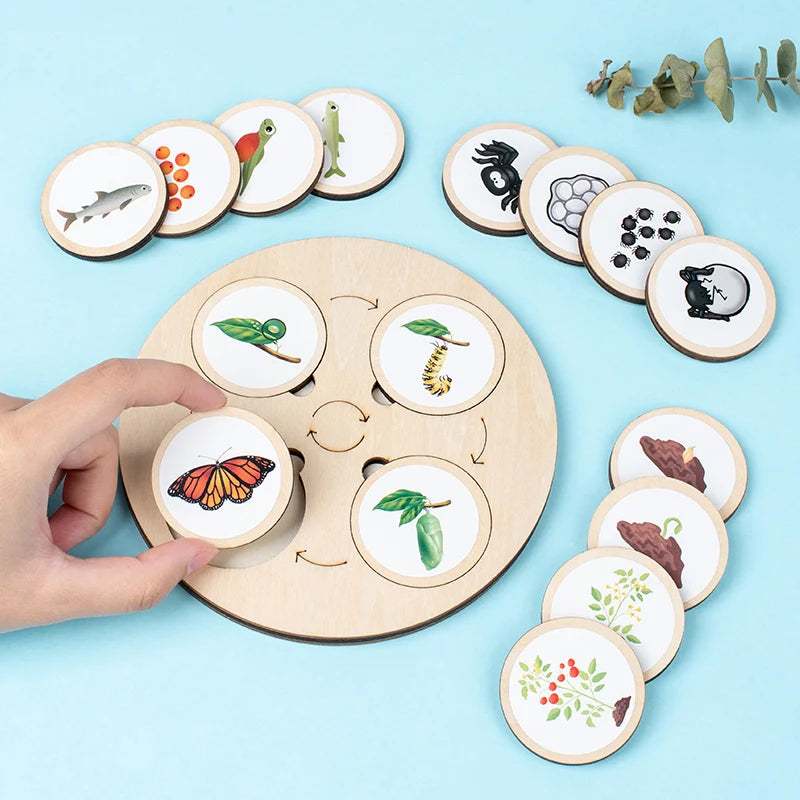 Montessori Life Cycle Learning Board | Wooden Science Matching Game