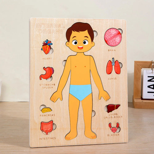 Montessori Puzzles Busy Board Human Body Teaching Learning Body Parts
