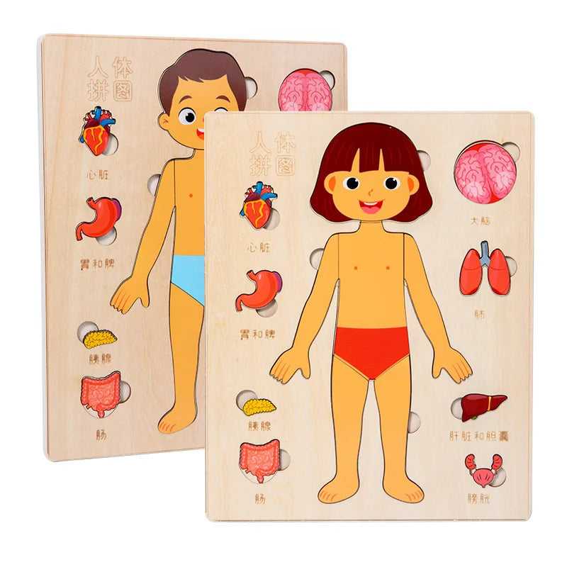 Montessori Puzzles Busy Board Human Body Teaching Learning Body Parts