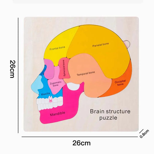 Montessori Puzzles Busy Board Human Body Teaching Learning Body Parts